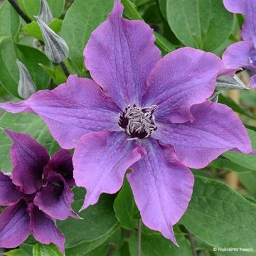Clematis  Guiding Promise™