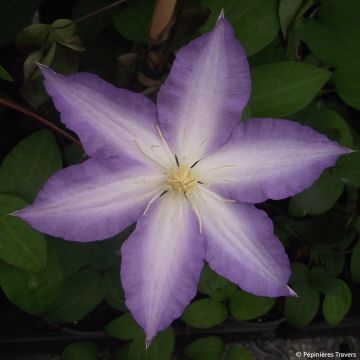 Clematis patens Ice Crystal