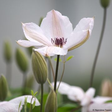 Clematis 'Jan Pawel II'