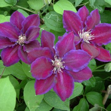 Clematis Julka