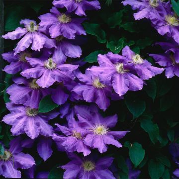 Clematis patens Lasurstern