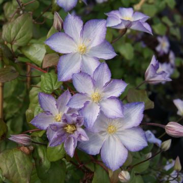 Clematis Lucky Charm