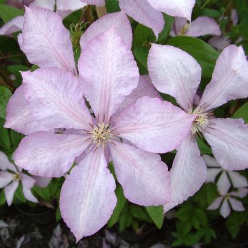 Clematis Margaret Hunt