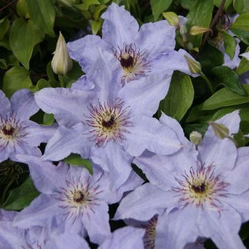 Clematis patens Myosotis