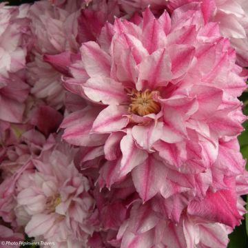 Clematis Patricia Ann Fretwell