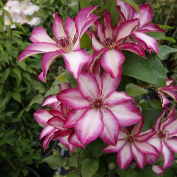 Clematis Picotee