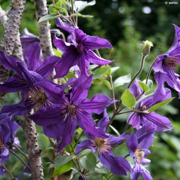 Clématite Saphyra Violetta