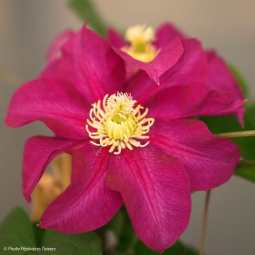 Clematis Success Magenta