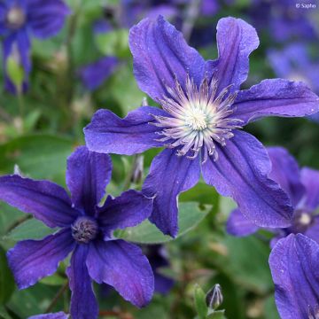 Clematis diversifolia Saphyra