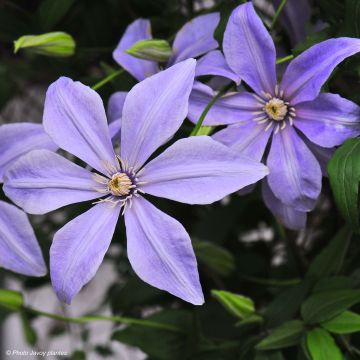 Clematis Sugar Sweet