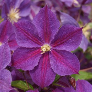 Clematis Star of India