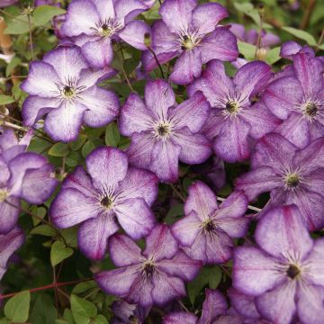 Clematis Super Nova