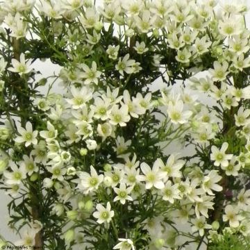 Clematis Tai Yang