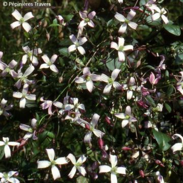 Clematis triternata Tranquility