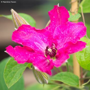 Clematis patens Viva Polonia