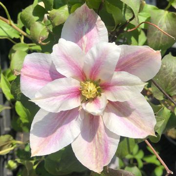 Clematis patens Andromeda