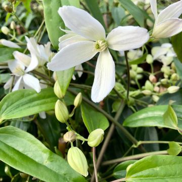 Clematis armandii - Evergreen Clematis