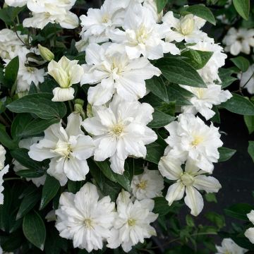 Clematis x diversifolia White Arabella (Zo14089)