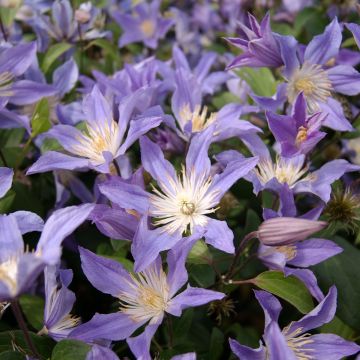 Clematis integrifolia Blue River 