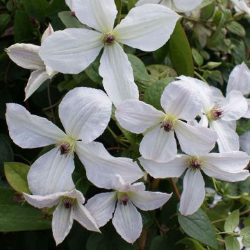 Clematis jackmanii Forever Friends  