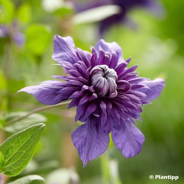 Clematis  Kokonoe