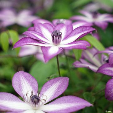 Clematis florida Lavallée n°1