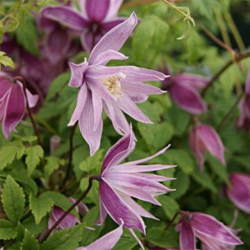 Clematis atragene macropetala Markham's Pink