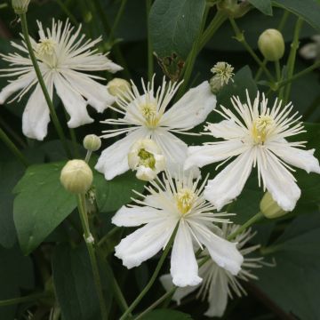 Clematis mandshurica