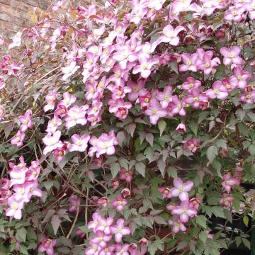 Clematis montana Freda