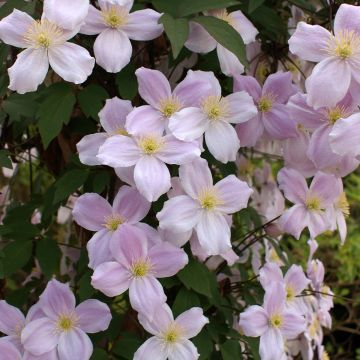 Clematis montana var. rubens Pink Perfection