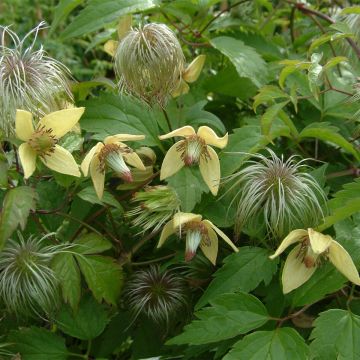 Clematis serratifolia 