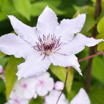 Clematis patens Snow Queen