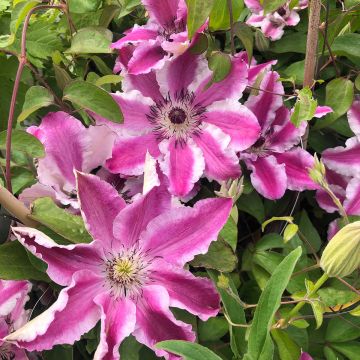 Clematis Souvenir du Capitaine Thuilleaux