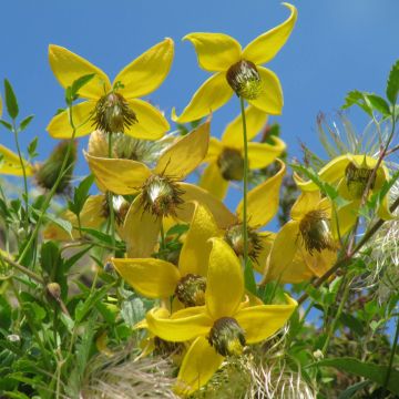 Clematis tangutica - Golden clematis