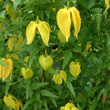 Clematis Aureolin