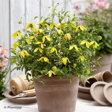 Clematis Little Lemons