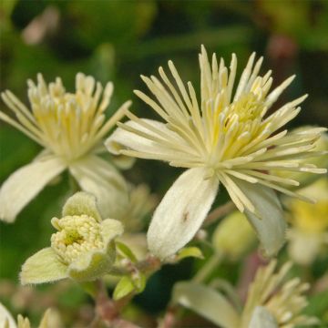 Clematis vitalba - Old Man's Beard