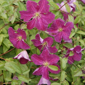 Clematis Abundance