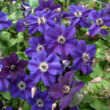 Clematis x viticella Happy Birthday 'Zohapbi'