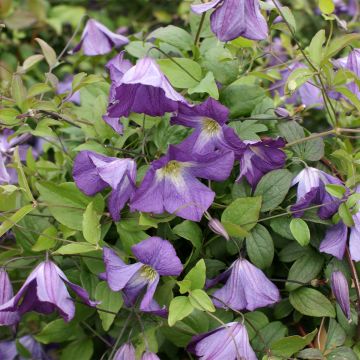 Clematis x viticella Little Bas