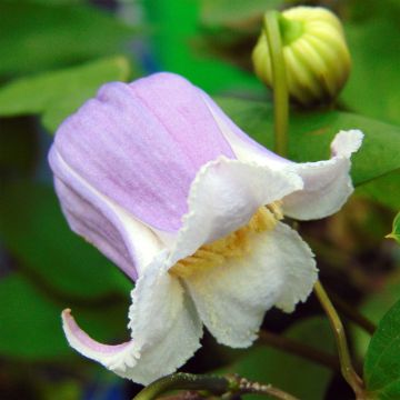 Clematis x viorna Annabella (Zo08169 PBRaf)