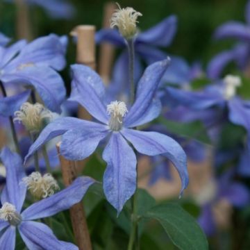 Clematis diversifolia Arabella