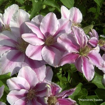 Clematis Bees' Jubilee