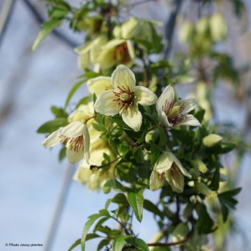 Clematis x napaulensis Christmas Surprise