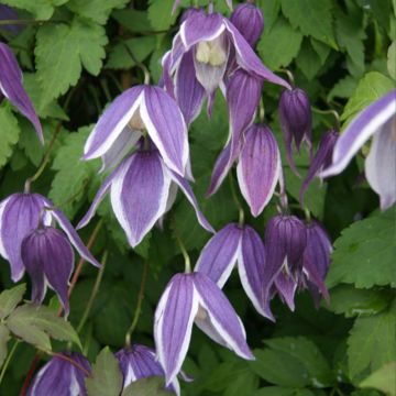 Clematis atragene Blue Eclipse