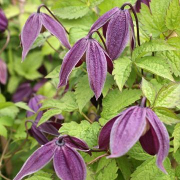 Clematis atragene Brunette