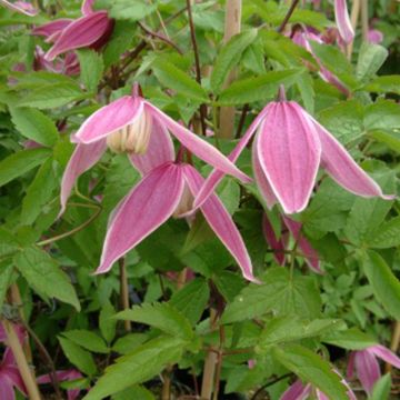 Clematis atragene Columella