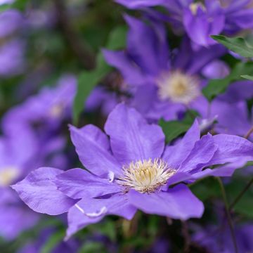 Clematis patens Royal Crown