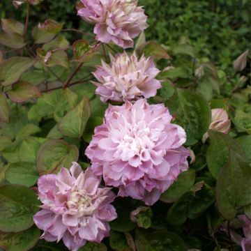 Clematis patens Dancing Smile