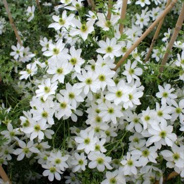 Clematis x cartmanii Early Sensation